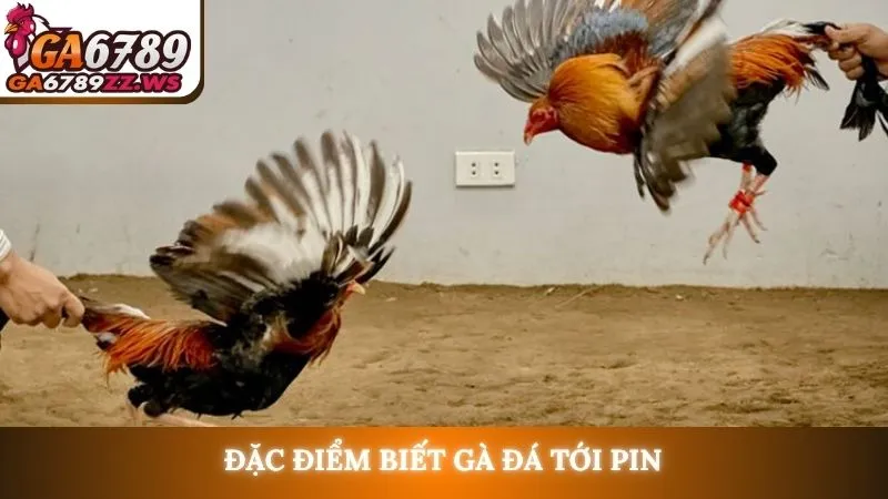 Đặc điểm biết gà đá tới pin