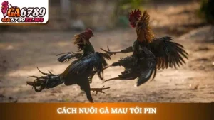 Cách nuôi gà mau tới pin
