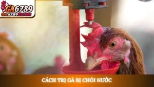 Cách trị gà bị chói nước