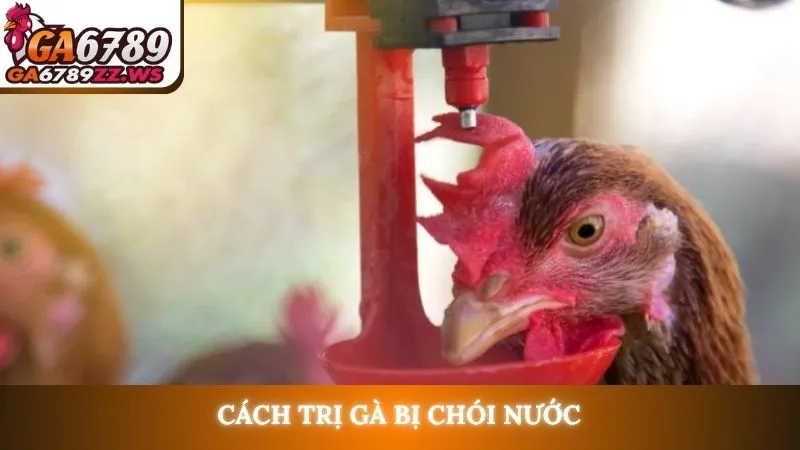 Cách trị gà bị chói nước