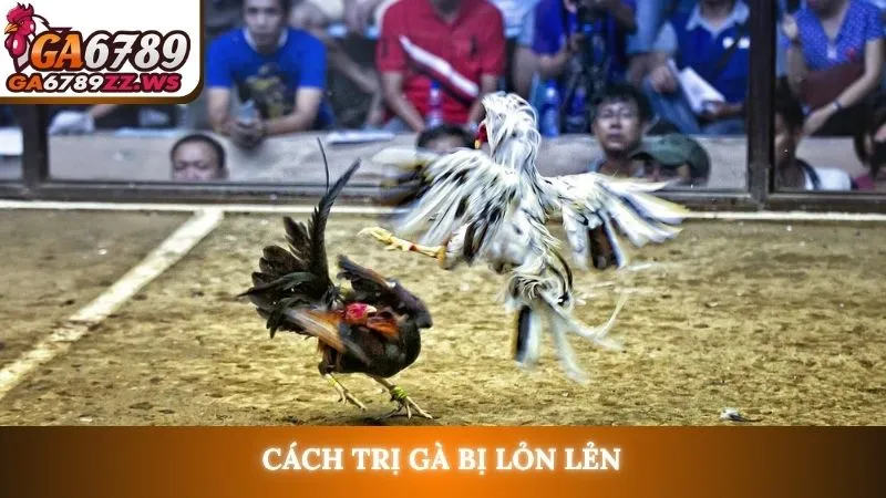 Cách trị gà bị lỏn lẻn