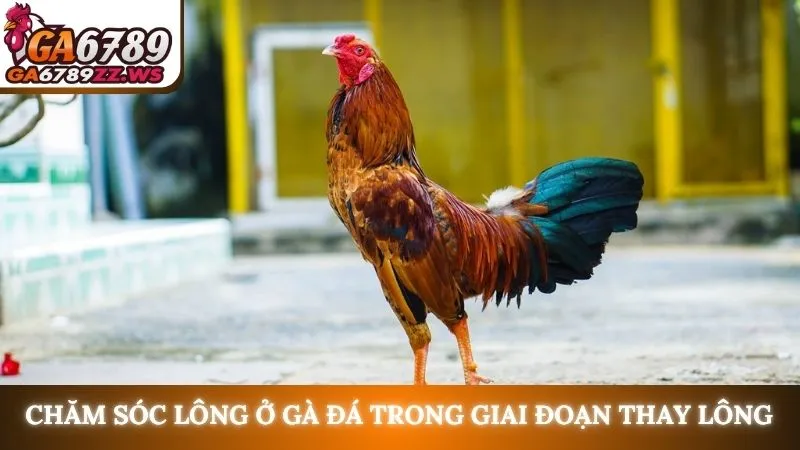 Chăm sóc lông ở gà đá trong giai đoạn thay lông