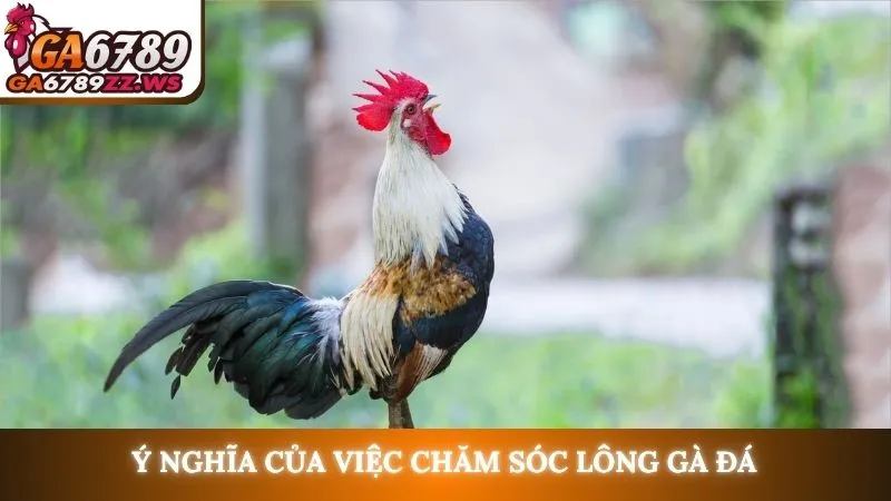 Ý nghĩa của việc chăm sóc lông gà đá
