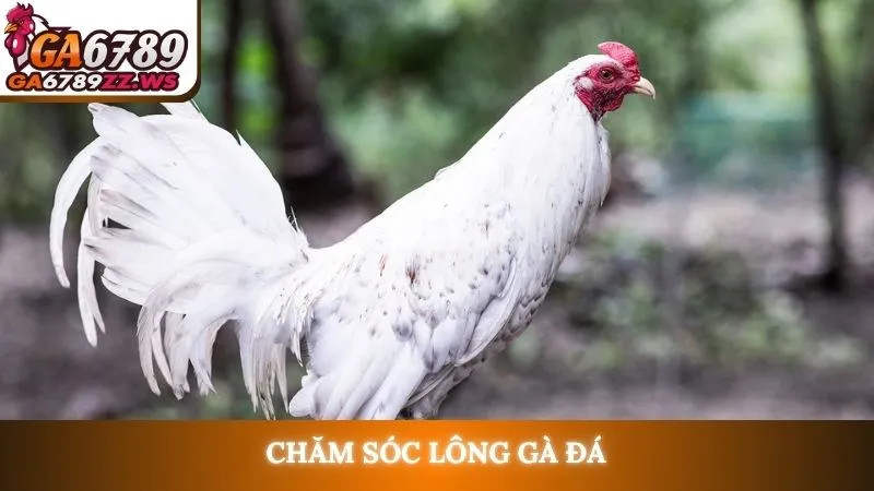 Chăm sóc lông gà đá