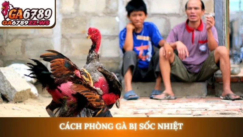 Cách phòng gà bị sốc nhiệt