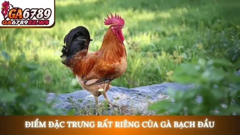 Điểm đặc trưng rất riêng của gà bạch đầu