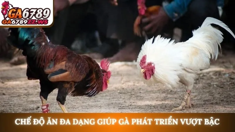 Chế độ ăn đa dạng giúp gà phát triển vượt bậc