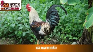 Gà bạch đầu