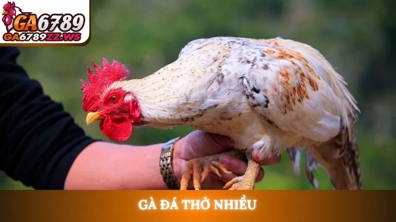 Gà đá thở nhiều