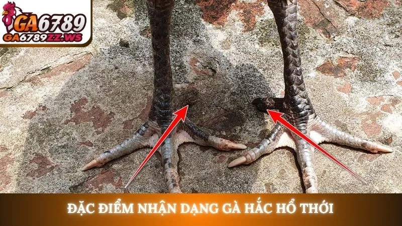 Đặc điểm nhận dạng gà hắc hổ thới