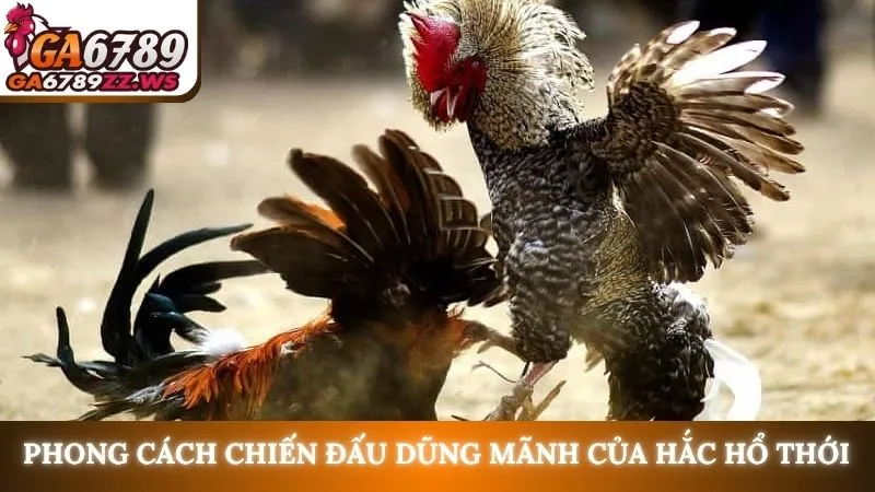 Phong cách chiến đấu dũng mãnh của hắc hổ thới
