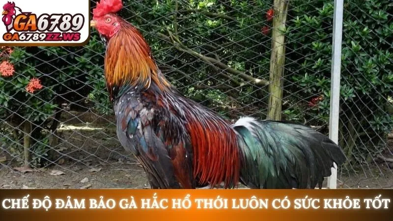 Chế độ đảm bảo gà hắc hổ thới luôn có sức khỏe tốt