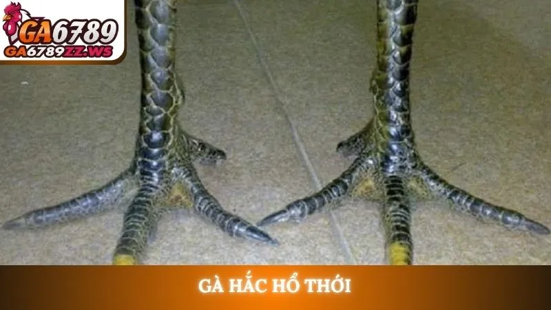 Gà hắc hổ thới