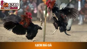 Lịch đá gà