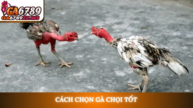 Cách chọn gà chọi tốt