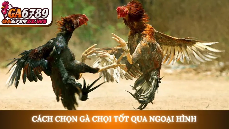 Cách chọn gà chọi tốt qua ngoại hình