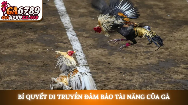 Bí quyết di truyền đảm bảo tài năng của gà