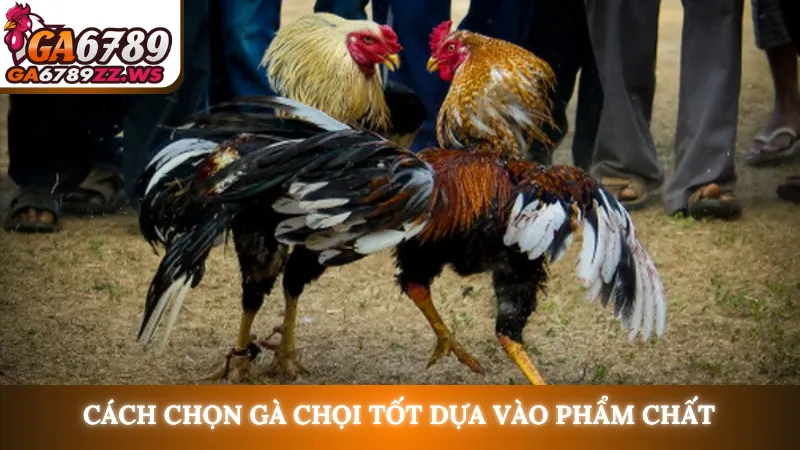 Cách chọn gà chọi tốt dựa vào phẩm chất