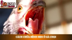 Cách chữa bệnh hen ở gà chọi