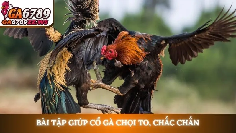 Bài tập giúp cổ gà chọi to, chắc chắn