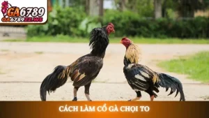 Cách làm cổ gà chọi to