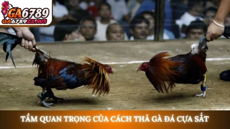 Tầm quan trọng của cách thả gà đá cựa sắt