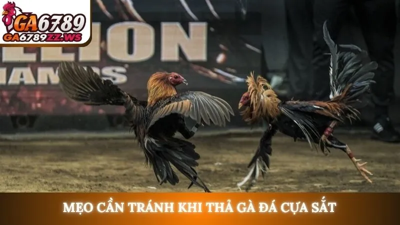 Mẹo cần tránh khi thả gà đá cựa sắt