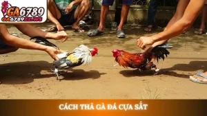 Cách thả gà đá cựa sắt
