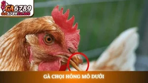 Gà chọi hỏng mỏ dưới