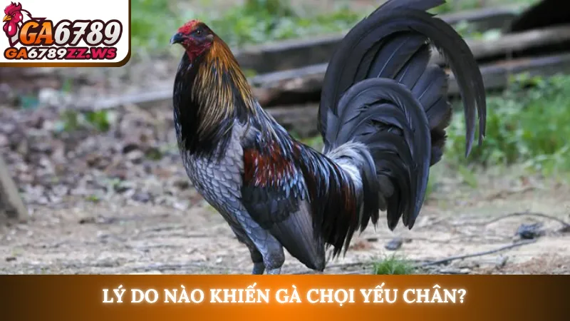 Lý do nào khiến gà chọi yếu chân?