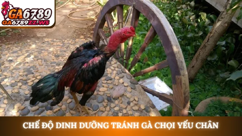 Chế độ dinh dưỡng tránh gà chọi yếu chân