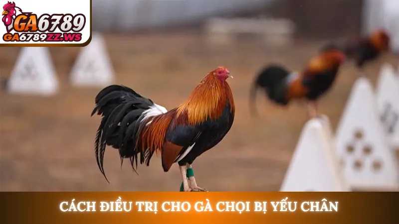 Cách điều trị cho gà chọi bị yếu chân