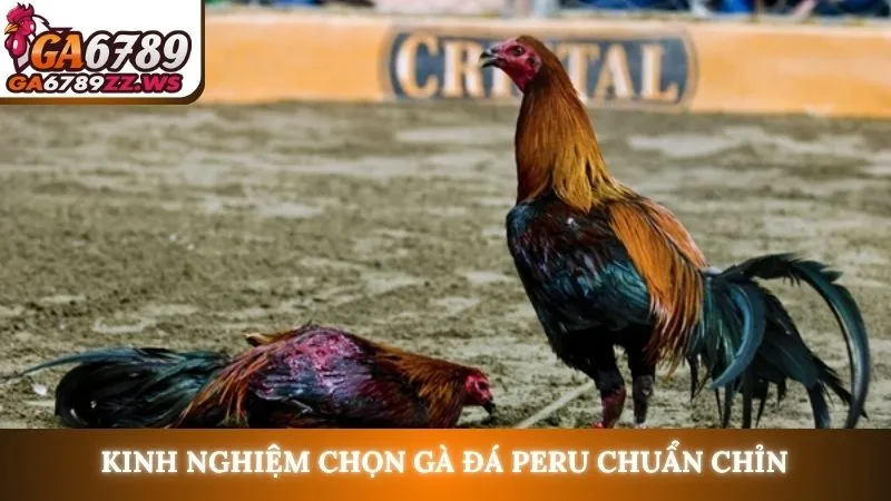 Kinh nghiệm chọn gà đá Peru chuẩn chỉn