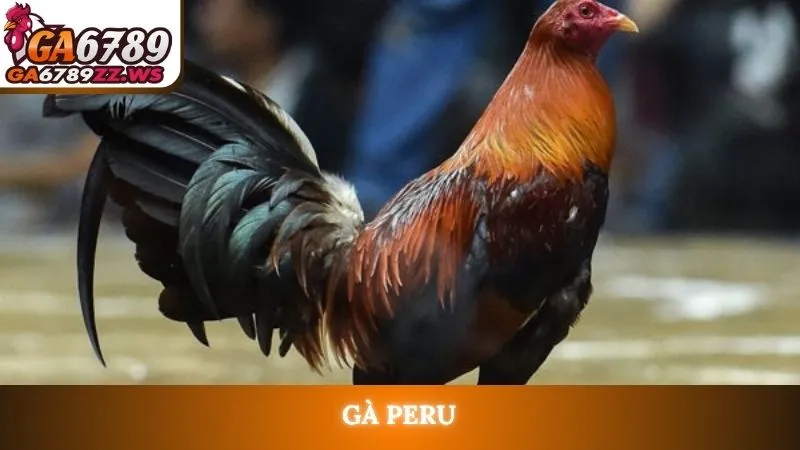 Gà Peru