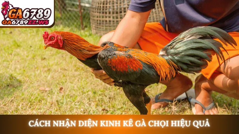 Cách nhận diện kinh kê gà chọi hiệu quả
