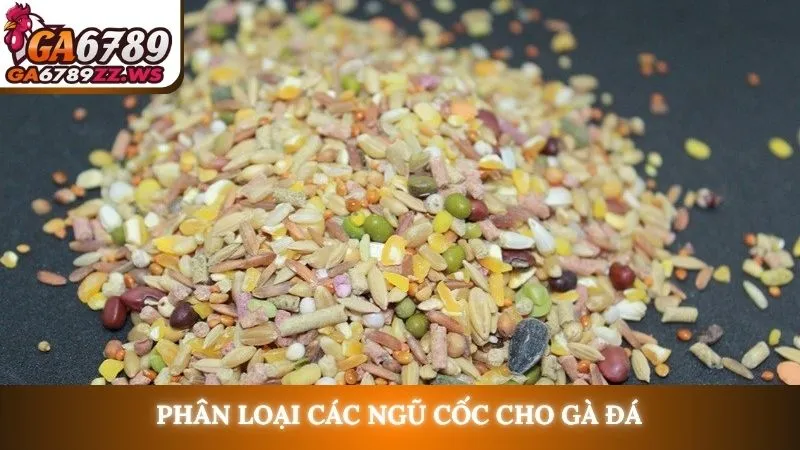 Phân loại các ngũ cốc cho gà đá