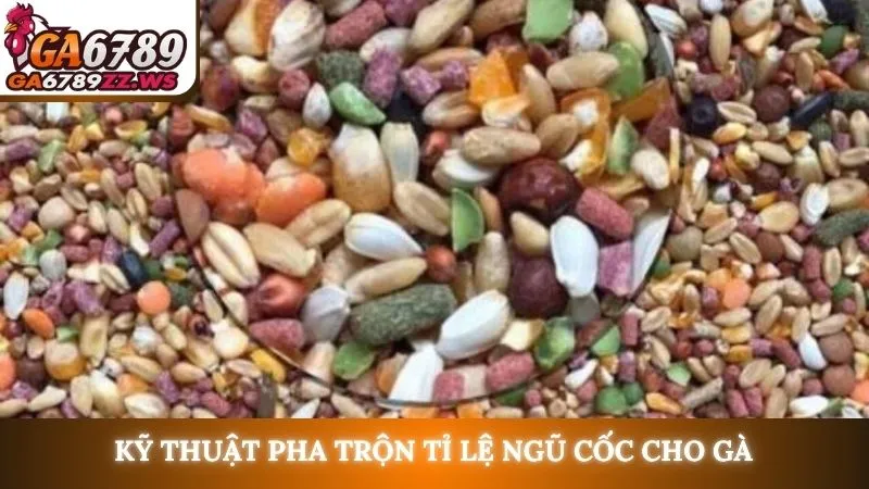 Kỹ thuật pha trộn tỉ lệ ngũ cốc cho gà