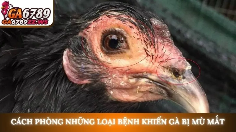 Cách phòng những loại bệnh khiến gà bị mù mắt