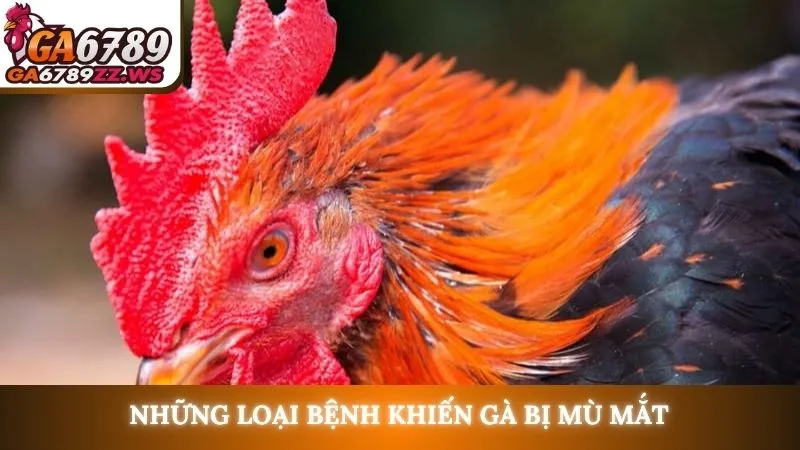 Những loại bệnh khiến gà bị mù mắt